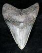 Robust Megalodon Tooth - Georgia #19205-1